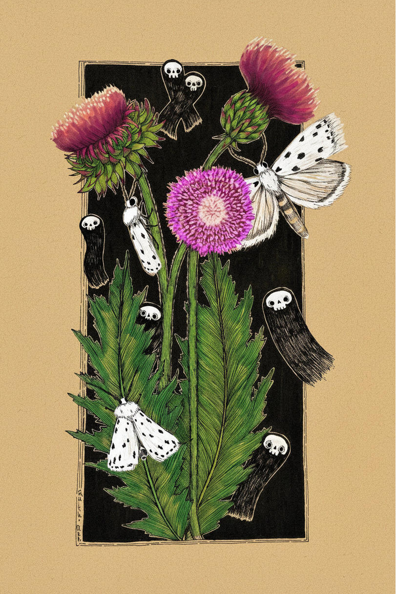 Ilustración Botánica Polillas del Cardo